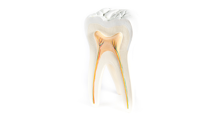 anatomical model of a tooth isolated on a white background